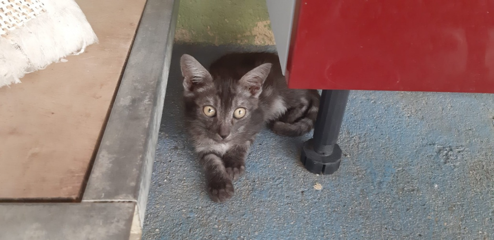 Galopin - Chat Européen à adopter - photo 3