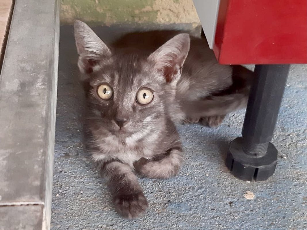 Galopin - Chat Européen à adopter