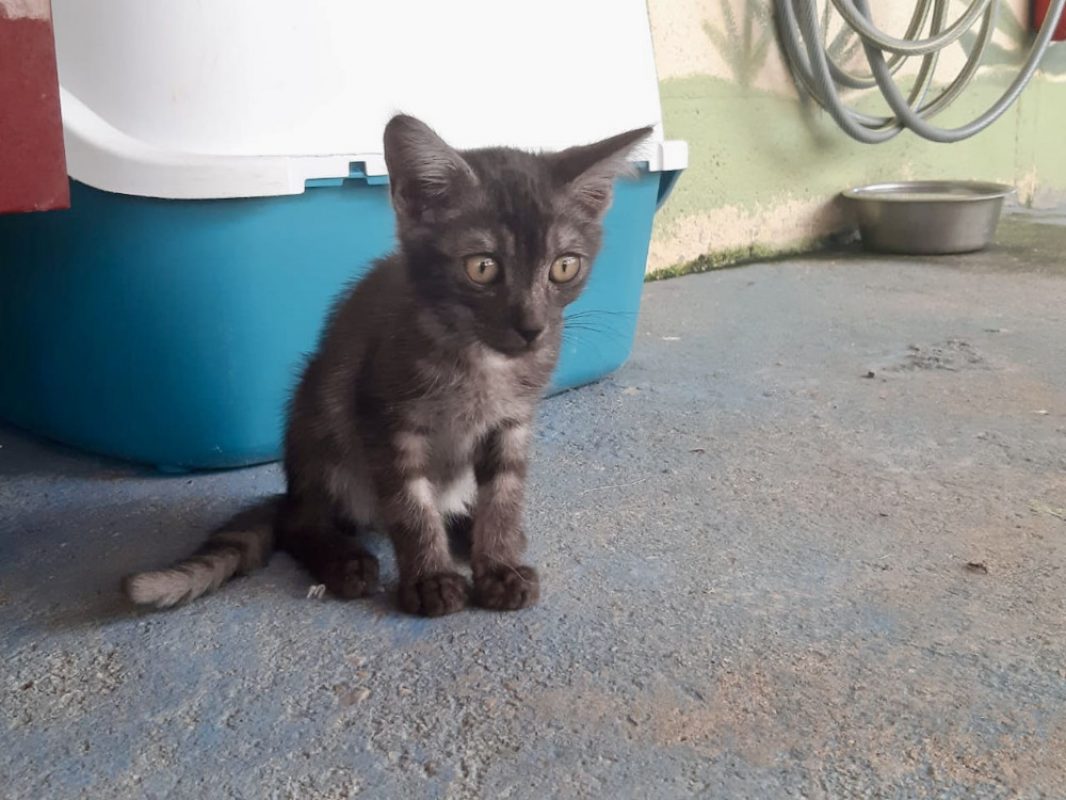 Galopin - Chat Européen à adopter - photo 3