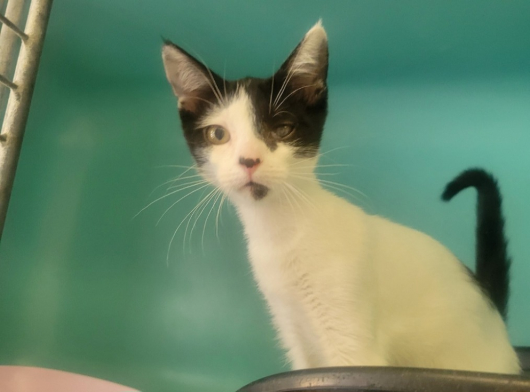 Belladone - Chat Européen à adopter