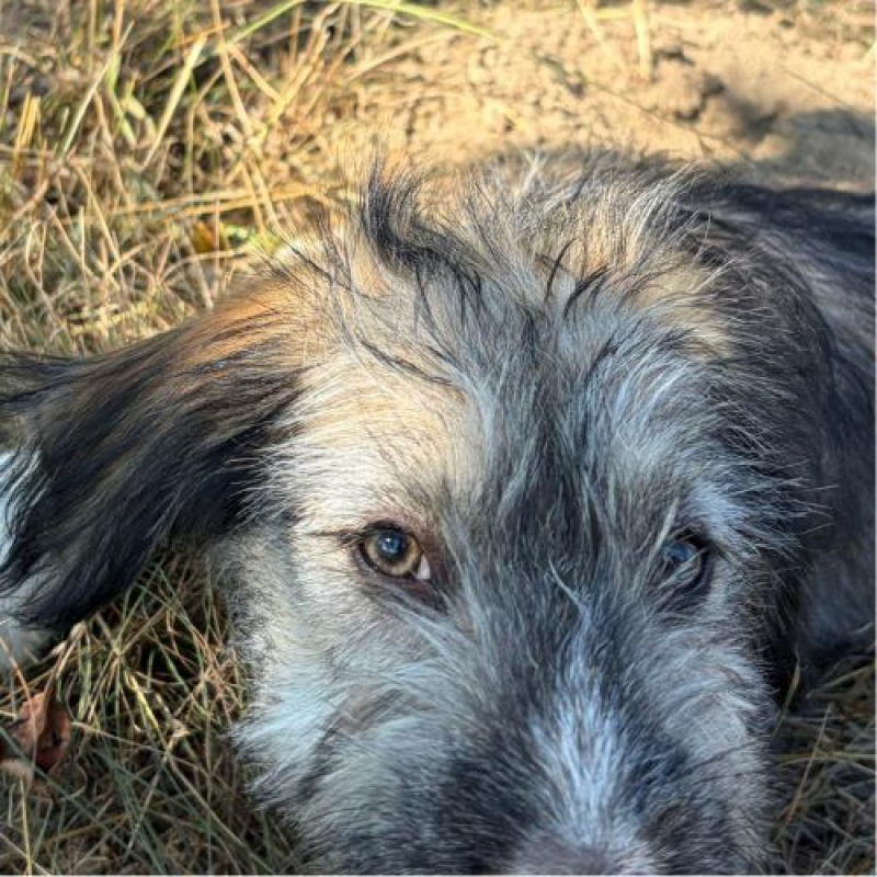 LORD - Chien à adopter - photo 4