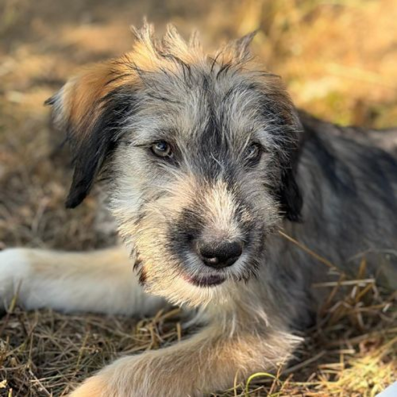 LORD - Chien à adopter
