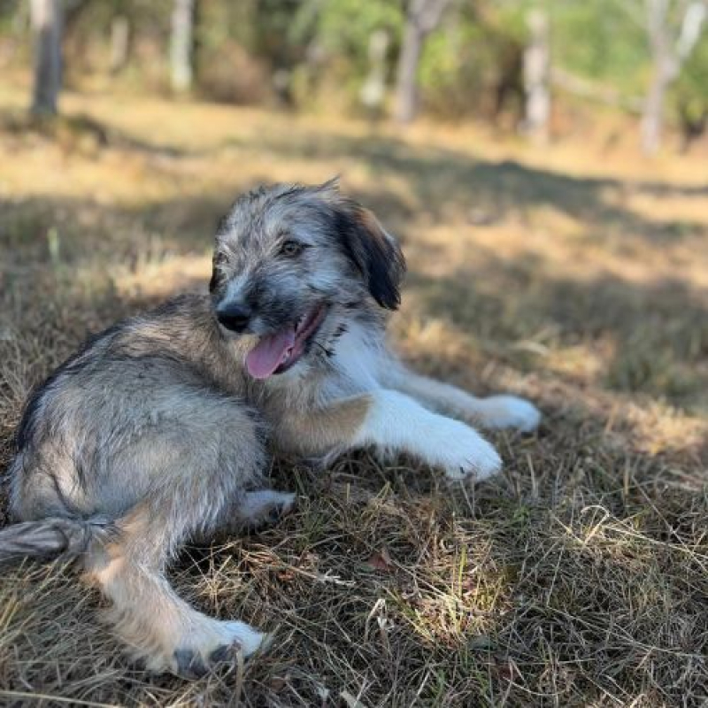 LORD - Chien à adopter - photo 6