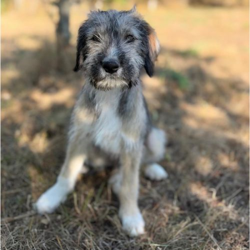 LORD - Chien à adopter - photo 5