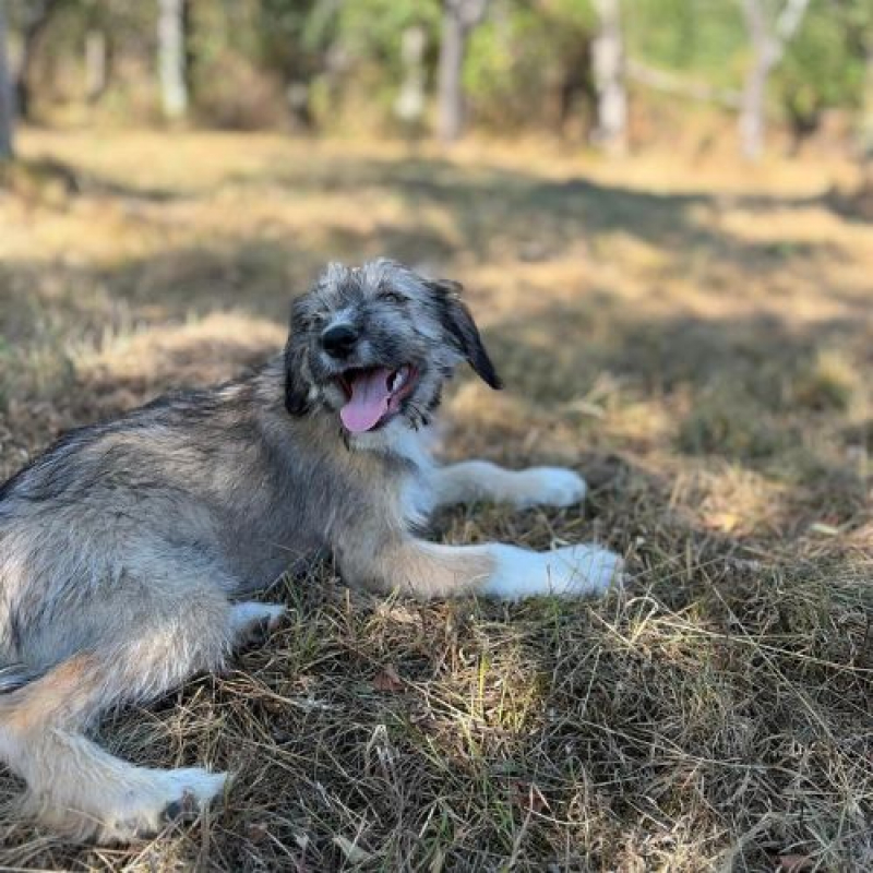 LORD - Chien à adopter - photo 2