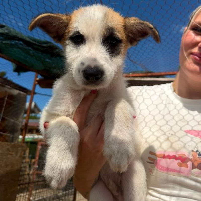 LUBI - Chien à adopter - photo 2