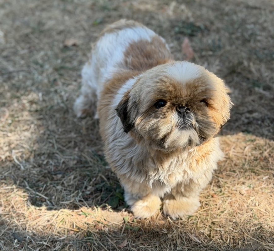 Upsodie - Chien Shih Tzu à adopter