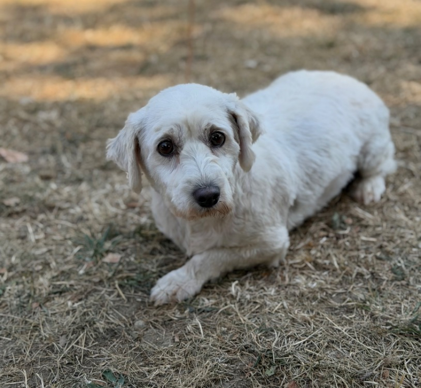 Safari - Chien Coton de Tuléar à adopter
