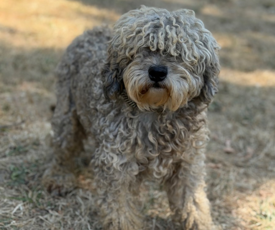 Spencer - Chien à adopter