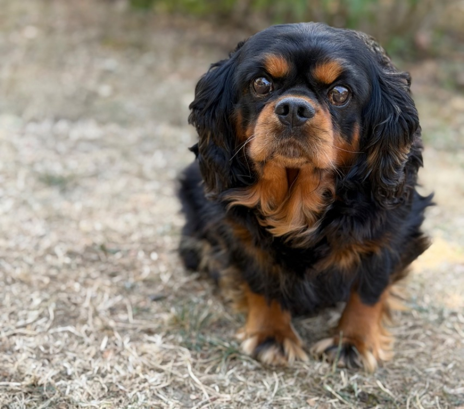 Ralph - Chien à adopter