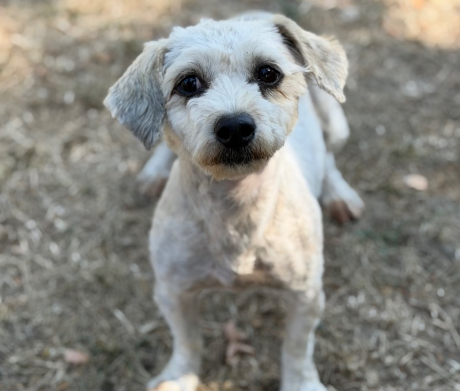 Selfie - Chien Coton de Tuléar à adopter