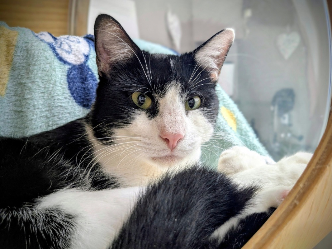 Photo #1 de Miou miou