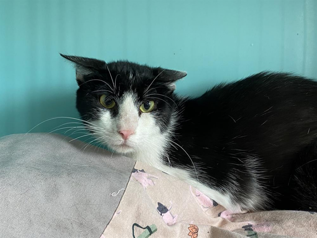 Photo #2 de Miou miou