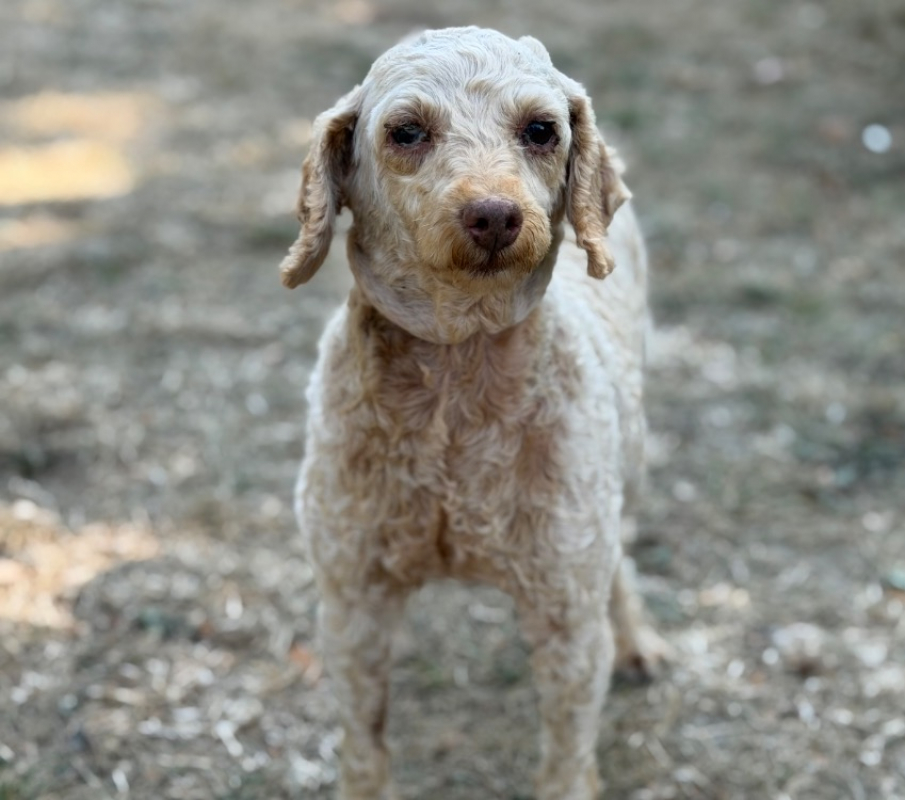 Nala - Chien à adopter