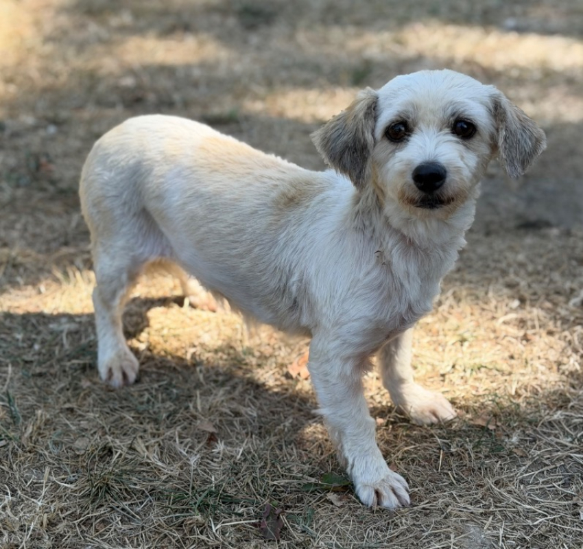 Souasic - Chien Coton de Tuléar à adopter