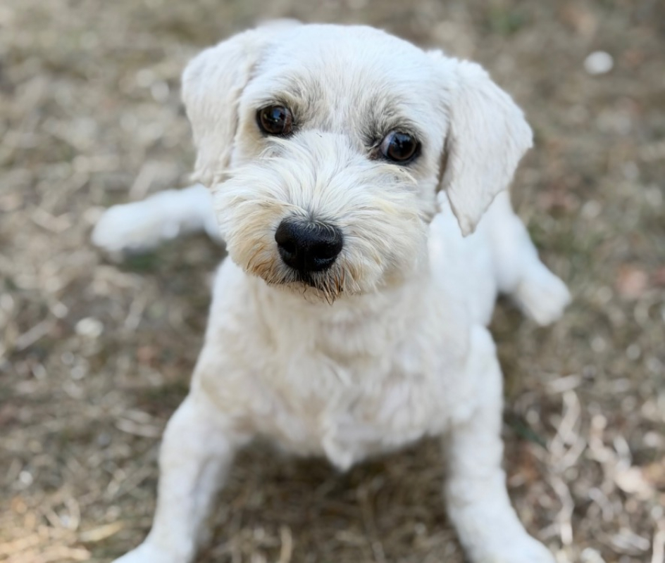 Swag - Chien Coton de Tuléar à adopter