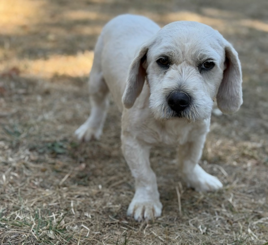 Volt - Chien Coton de Tuléar à adopter