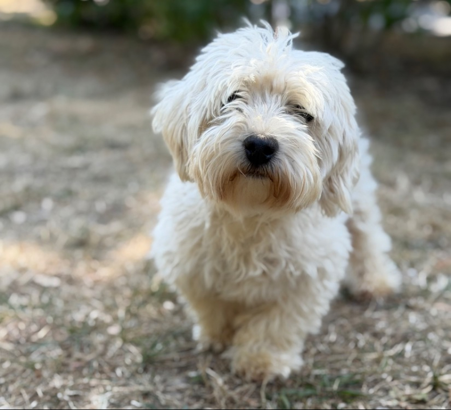Rhodesie - Chien Coton de Tuléar à adopter