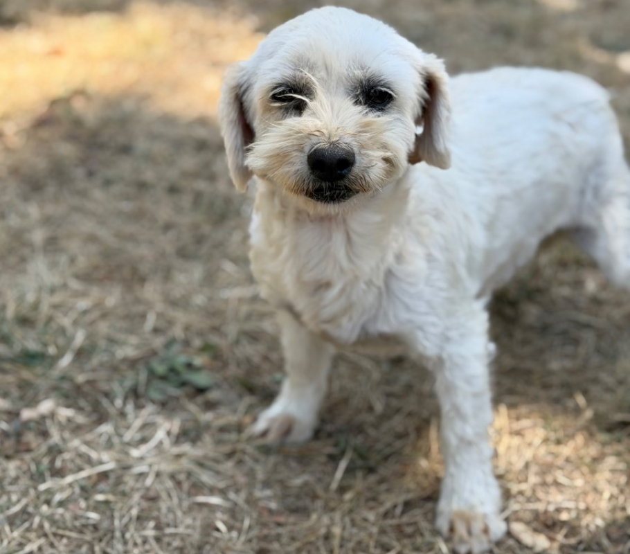 Symphonie - Chien Coton de Tuléar à adopter