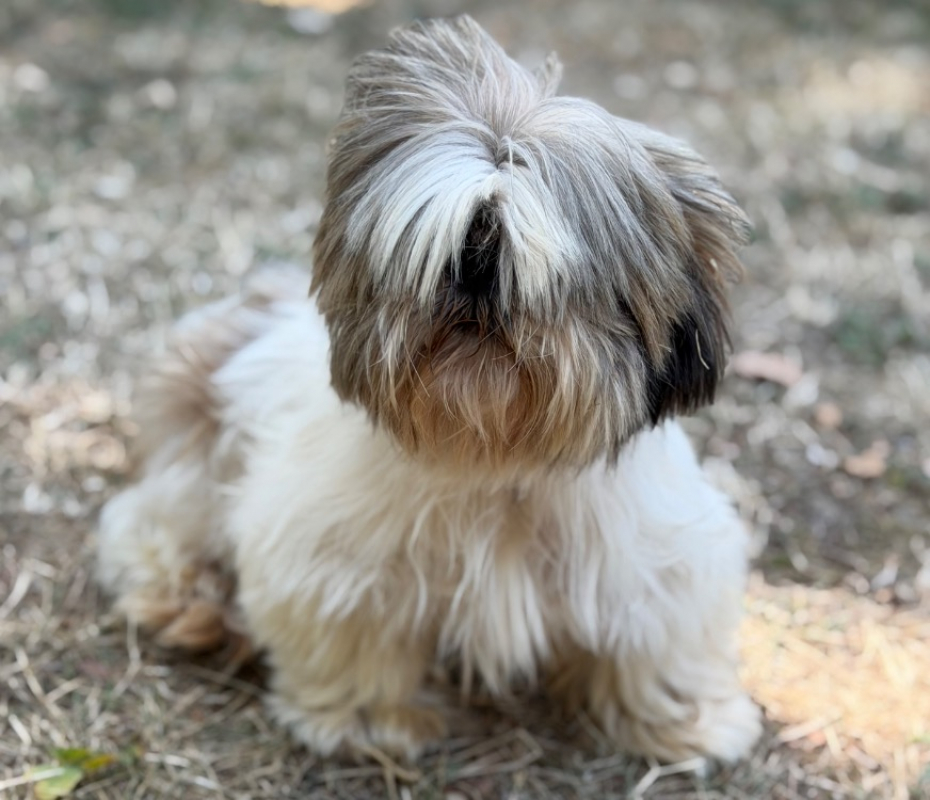 Surprise - Chien Shih Tzu à adopter