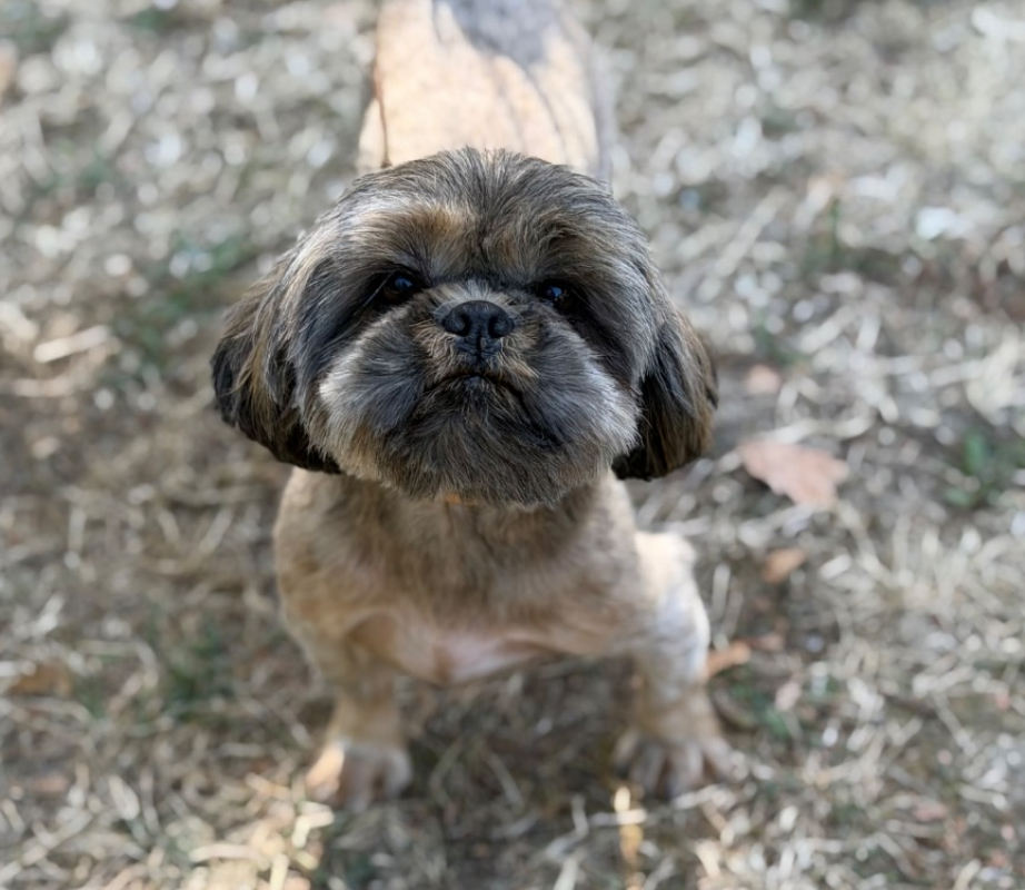 Samantha - Chien Shih Tzu à adopter