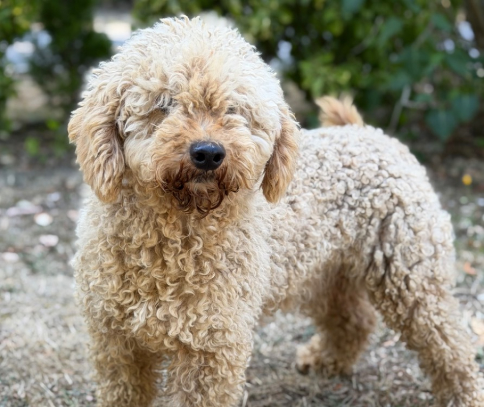 Elvis - Chien à adopter