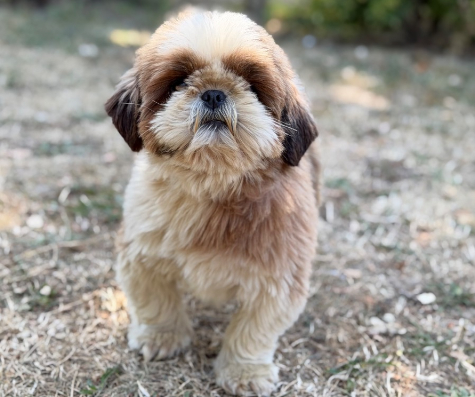 Upilou - Chien Shih Tzu à adopter