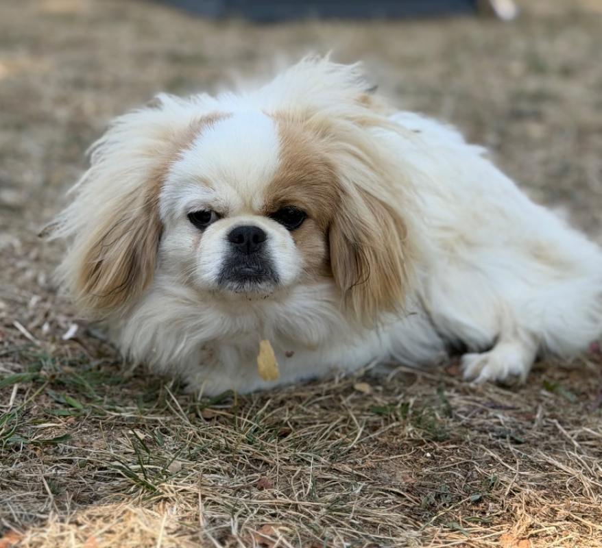 Abbie - Chien Epagneul Tibétain à adopter