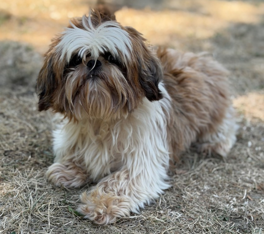 Ulia - Chien Shih Tzu à adopter