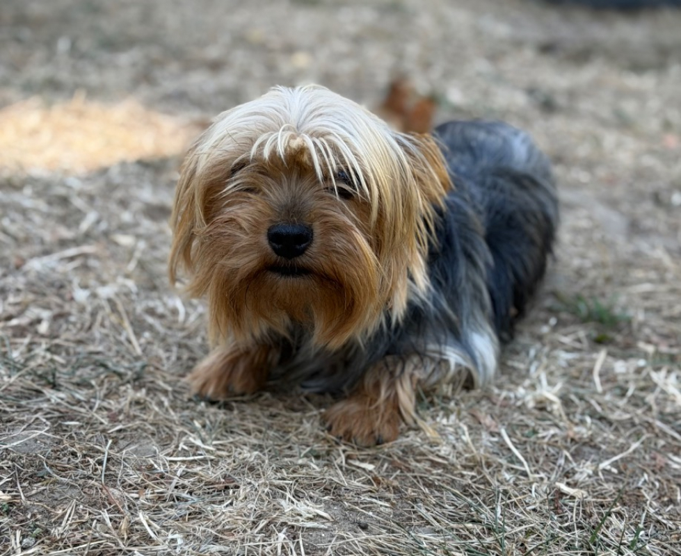 Samie - Chien Yorkshire Terrier à adopter