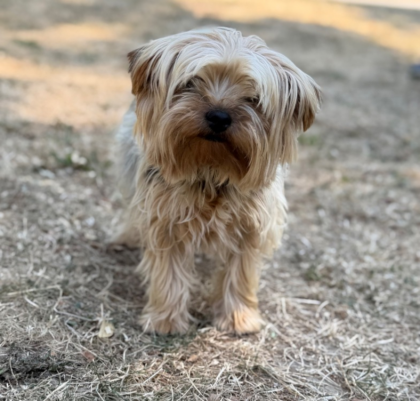 Valentine - Chien Yorkshire Terrier à adopter