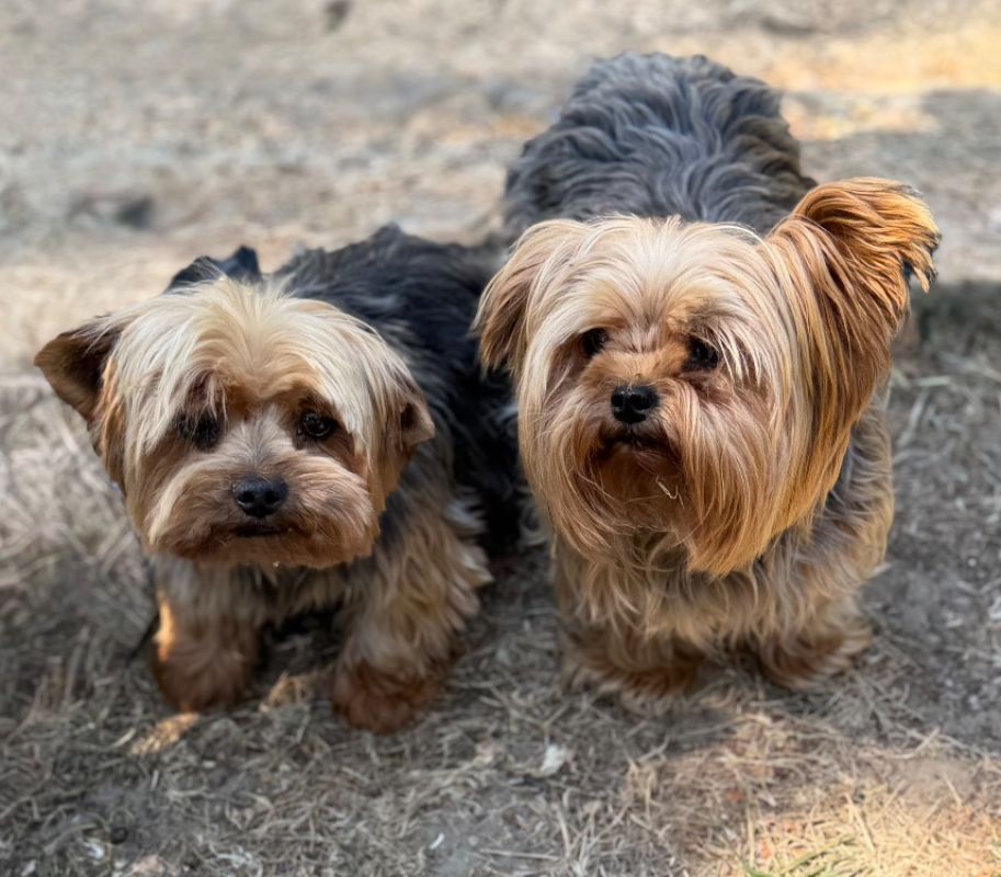 Jackpot - Chien Yorkshire Terrier à adopter