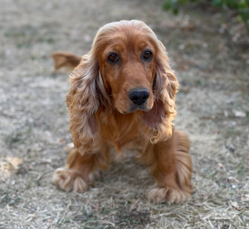 Sublime - Chien à adopter