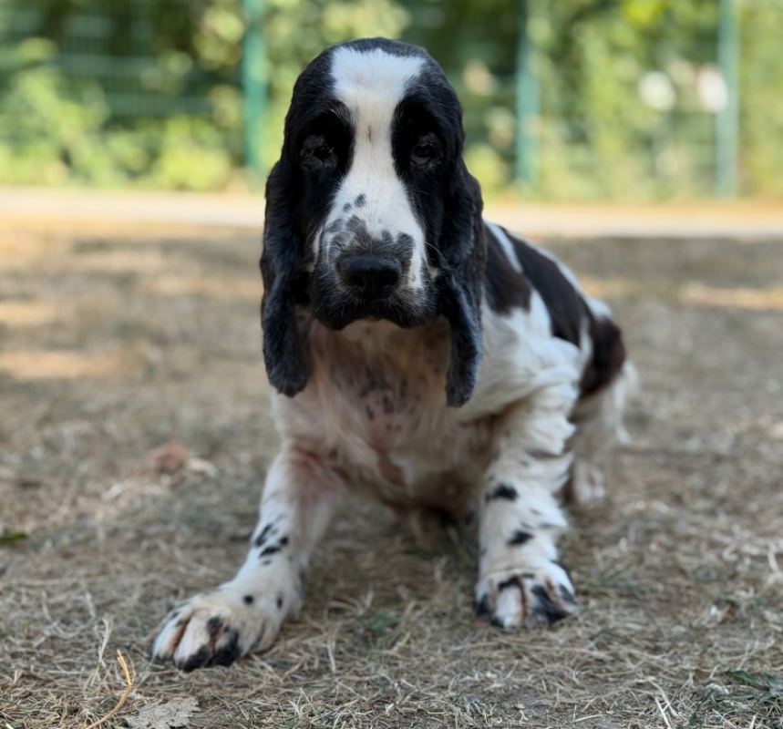 Siriane - Chien à adopter