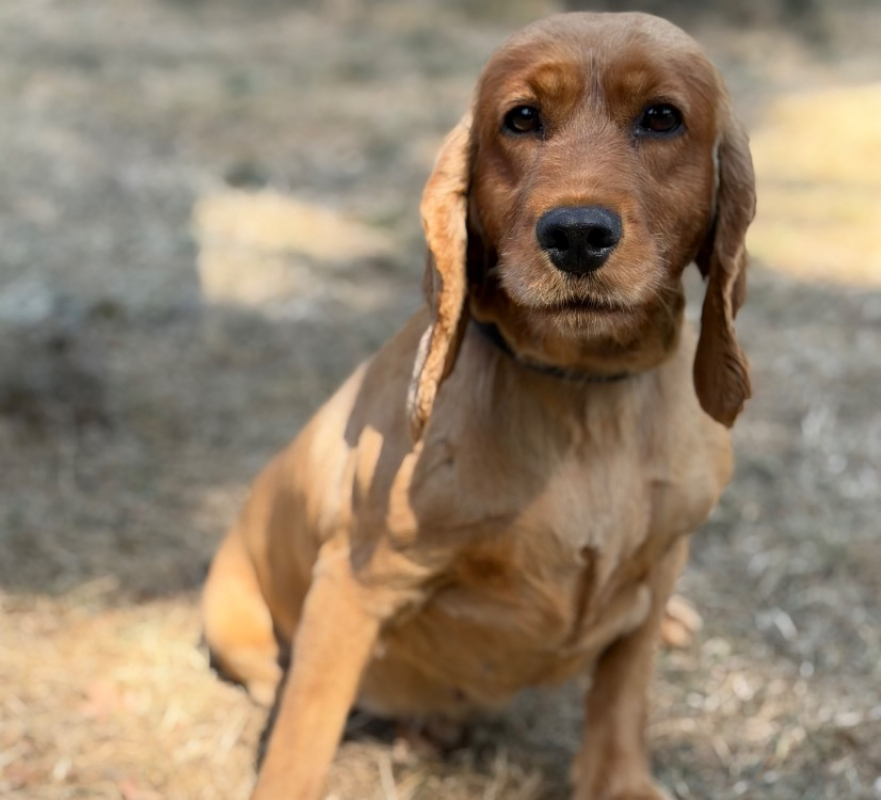 Sissi - Chien à adopter