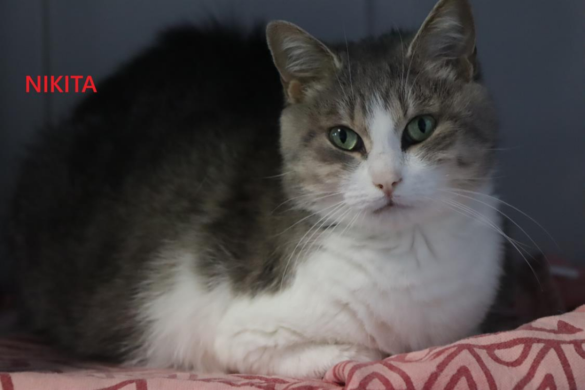 Photo de Nikita