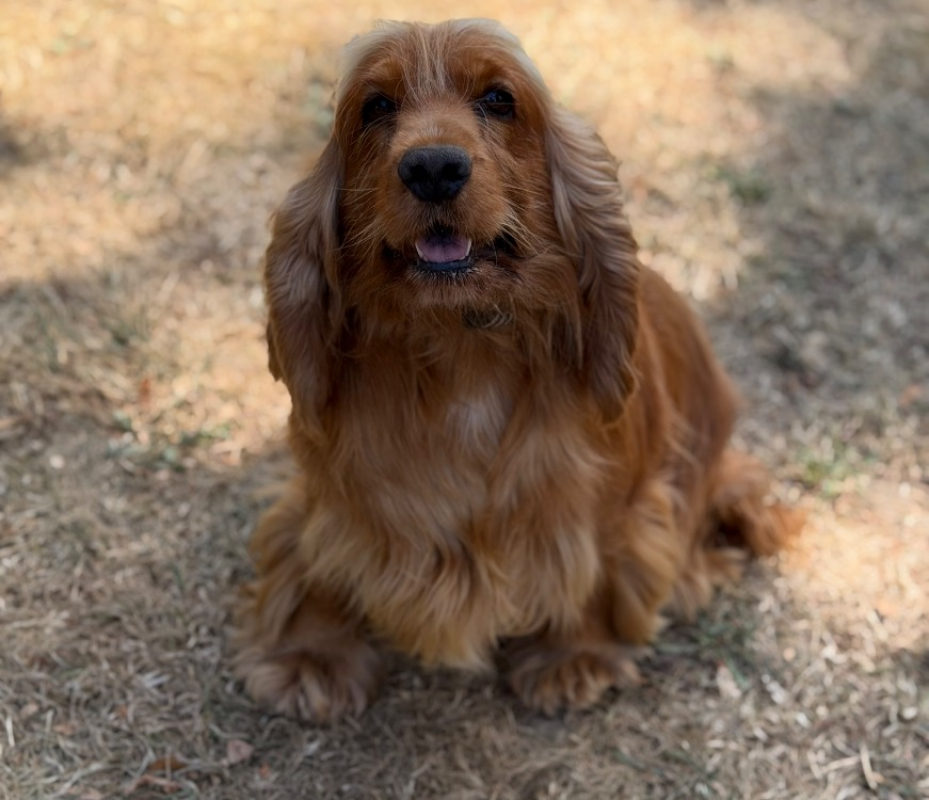 S'minimoys - Chien à adopter