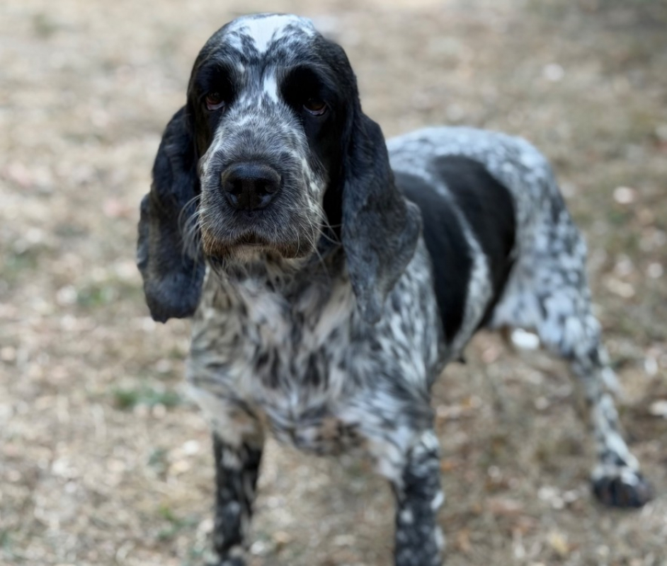 Select - Chien à adopter