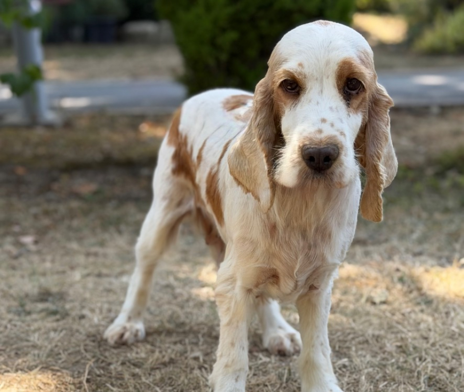 Sperenza - Chien à adopter