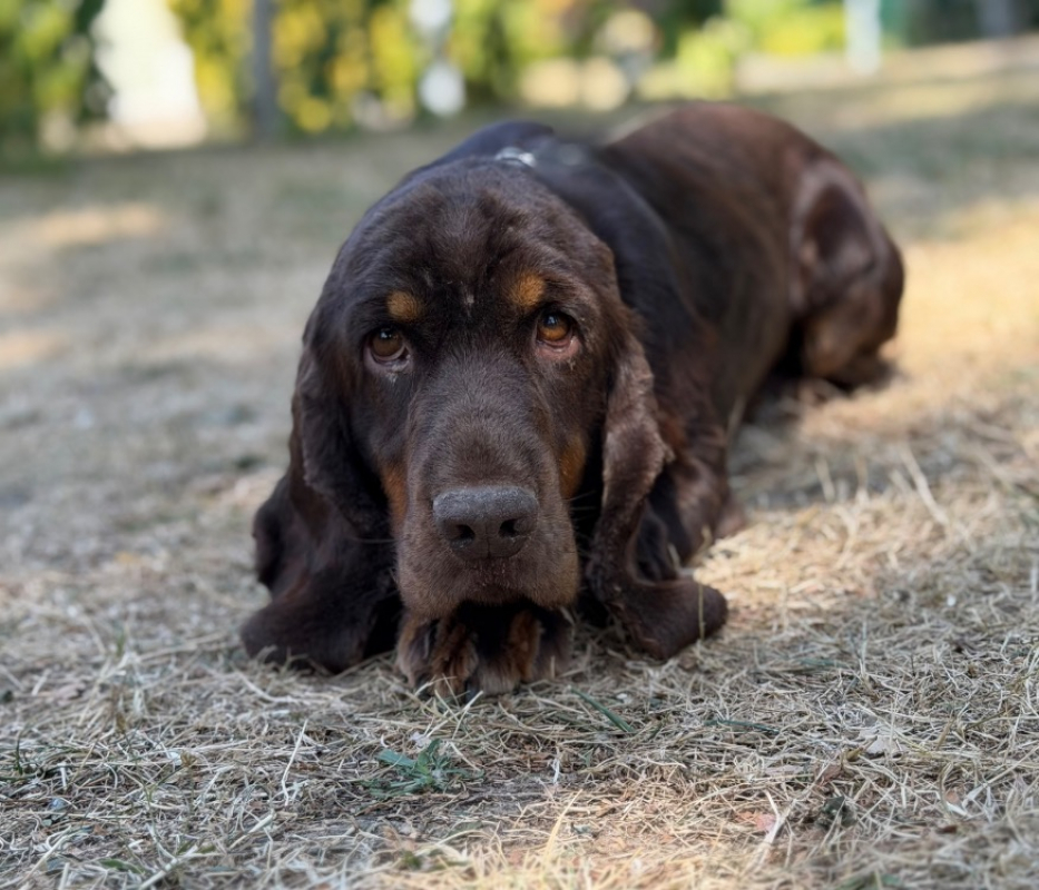 U'many - Chien à adopter
