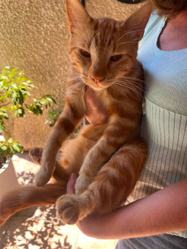 Rouky - Chat à adopter - photo 5