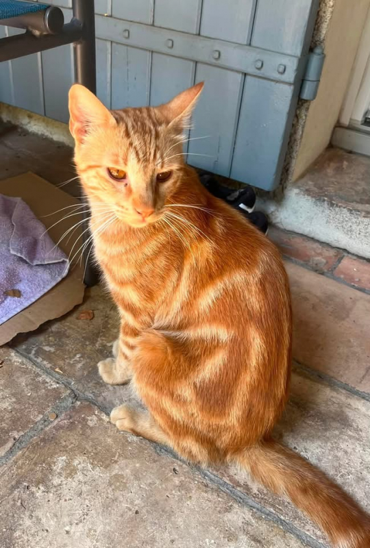 Rouky - Chat à adopter