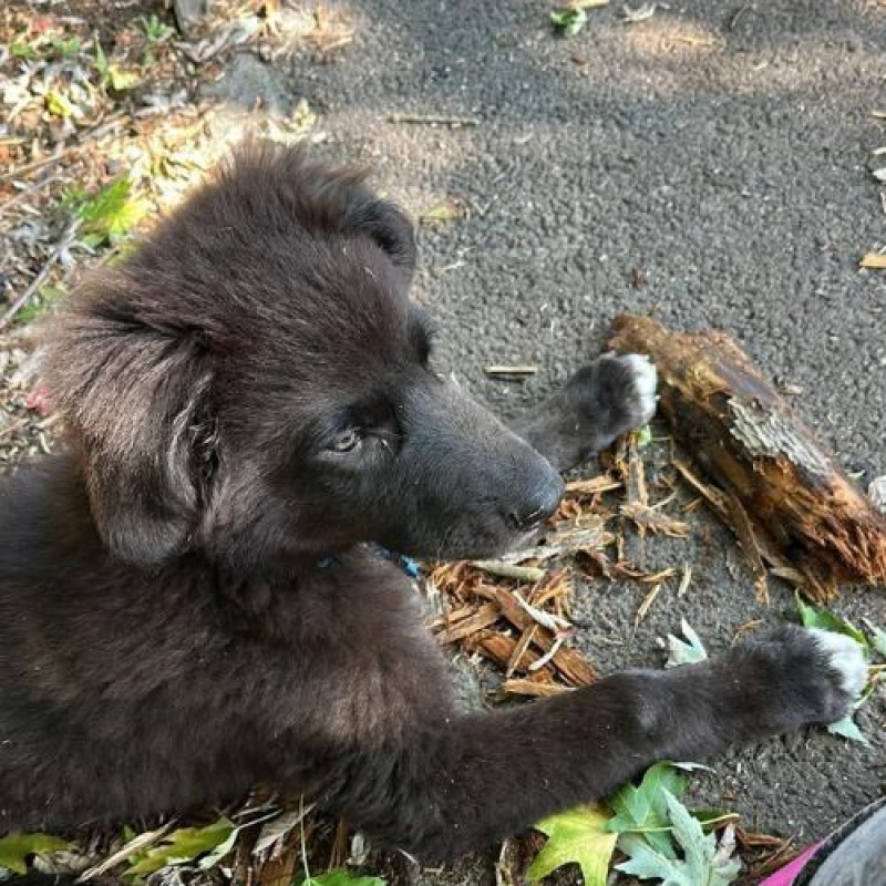 OLIVER - Chien à adopter - photo 6