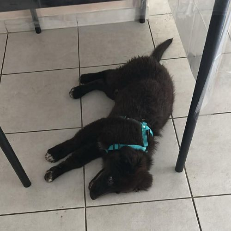 OLIVER - Chien à adopter - photo 4