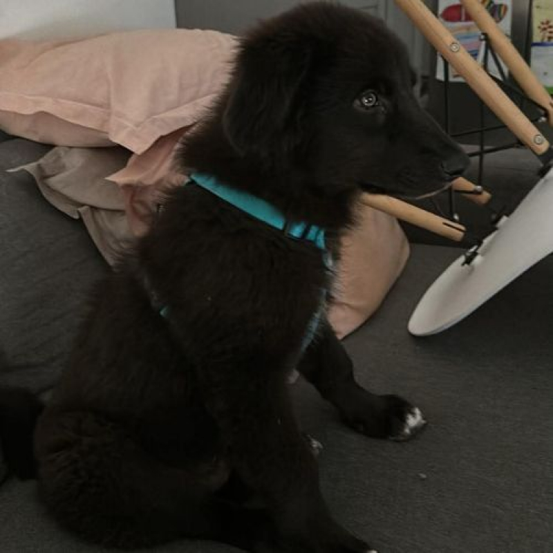 OLIVER - Chien à adopter - photo 2