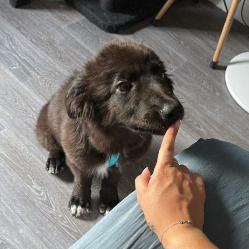 OLIVER - Chien à adopter - photo 3