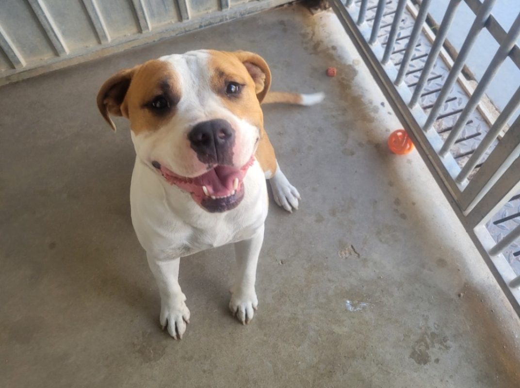 Will - Chien à adopter