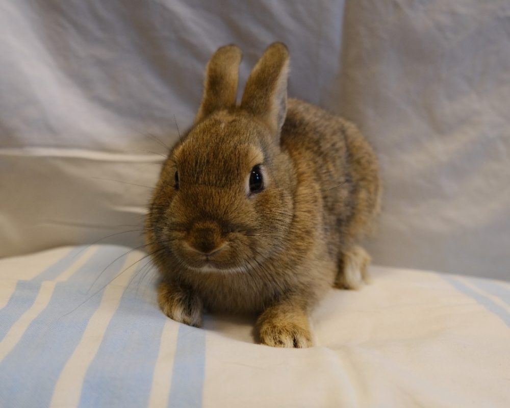 Chihiro - Rongeur Lapin à adopter