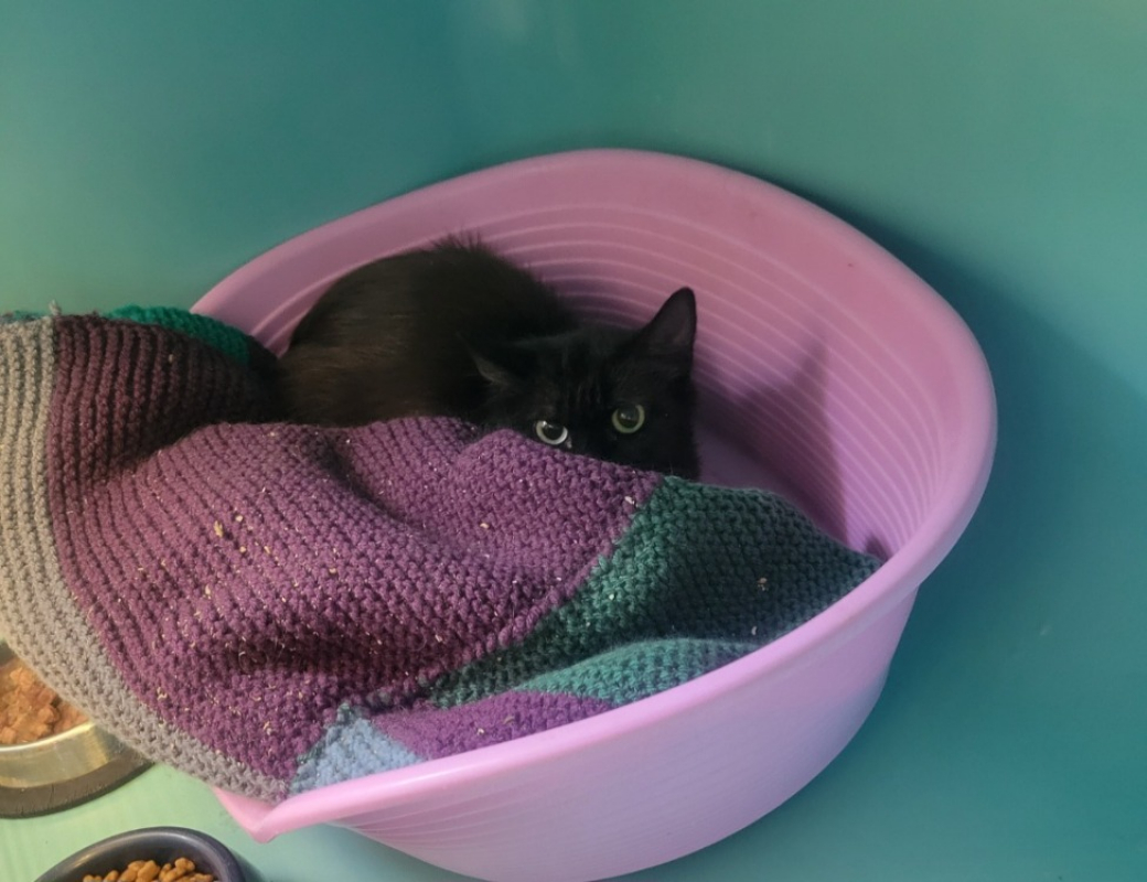 Octa - Chat Européen à adopter
