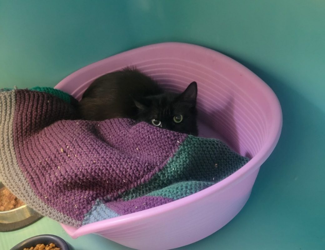 Octa - Chat Européen à adopter